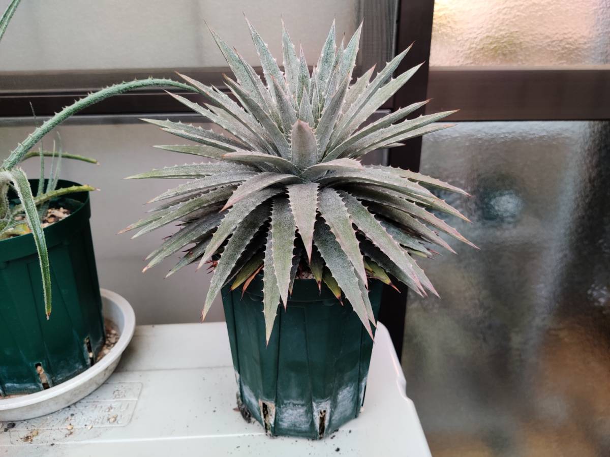 ディッキア Dyckia sp. Sao Marcos □hebdingii ヘブディンギー ディッキア Dyckia sp. Sao Marcos □hebdingii ヘブディンギー