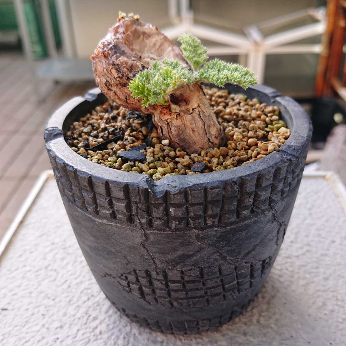 Pelargonium triste ペラルゴニウム トリステ 鉢付発送 - インテリア小物