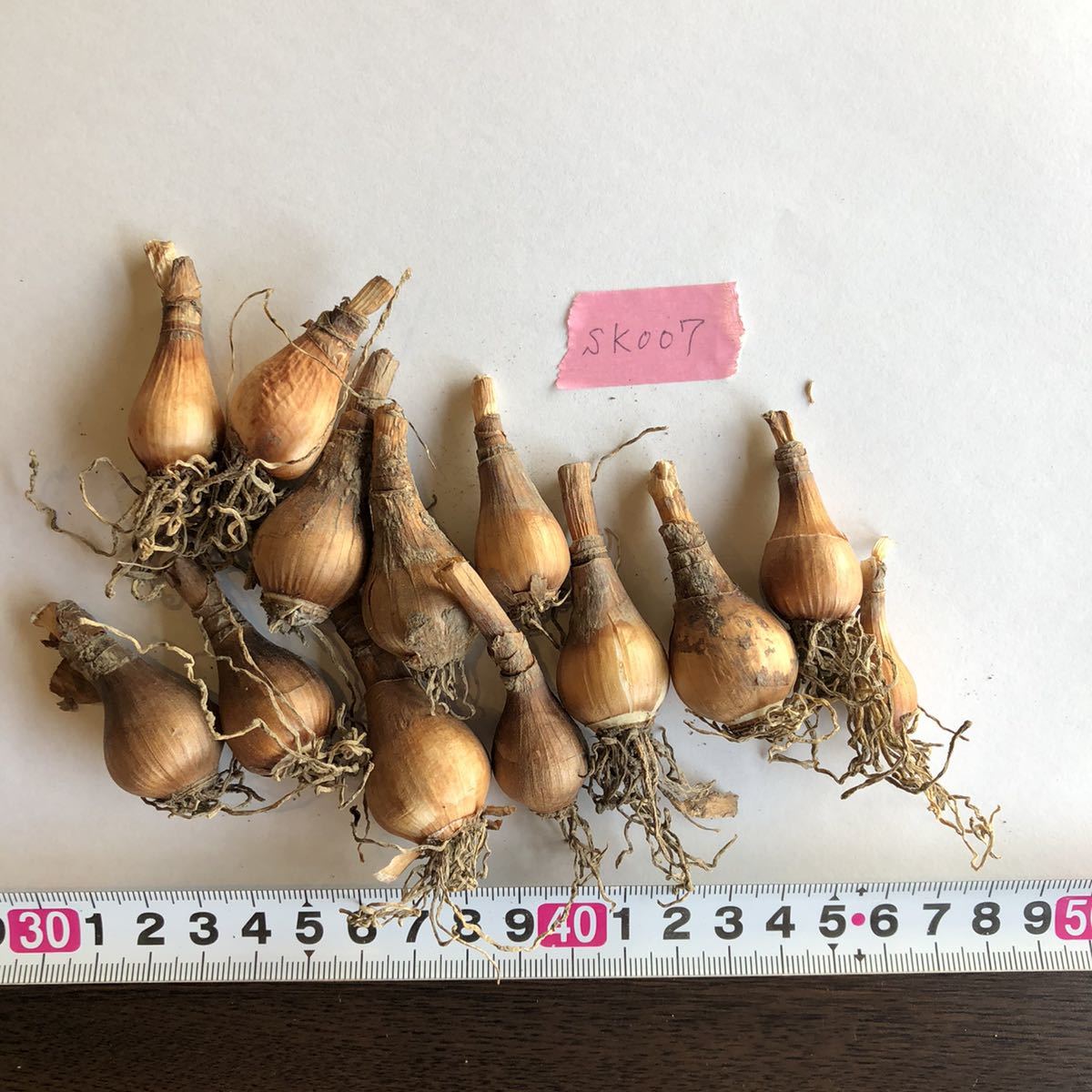 日本水仙 球根 小さめ 13個 第4種郵便 送料130 円 Sk007 スイセン 売買されたオークション情報 Yahooの商品情報をアーカイブ公開 オークファン Aucfan Com 日本水仙 球根 小さめ 13個 第4種郵便 送料130 円 Sk007 スイセン 売買されたオークション情報 Yahooの商品情報をアーカイブ公開 オークファン Aucfan Com