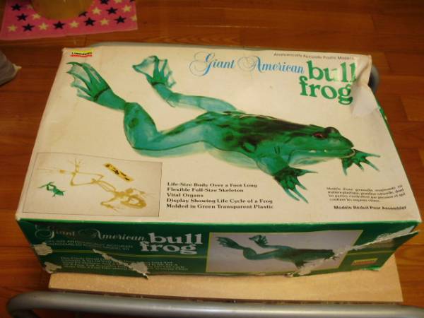 ジャイアント　アメリカンカエル　(GIANT AMERICAN bull frog)