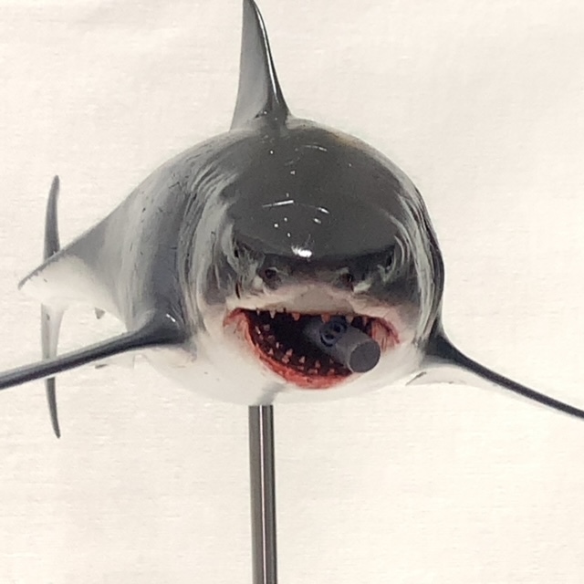 ☆限定品 ホホジロザメSP☆(オス)全長約350mm great white ☆限定品 ホホジロザメSP☆(オス)全長約350mm great white