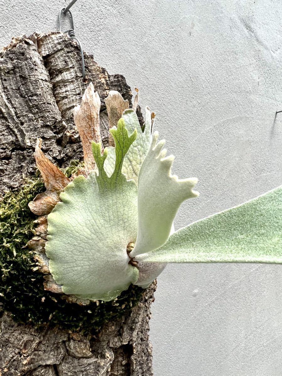 Yahoo!オークション - P. willinckii ' Pedro ' Tatsuta Yahoo!オークション - P. willinckii ' Pedro ' Tatsuta