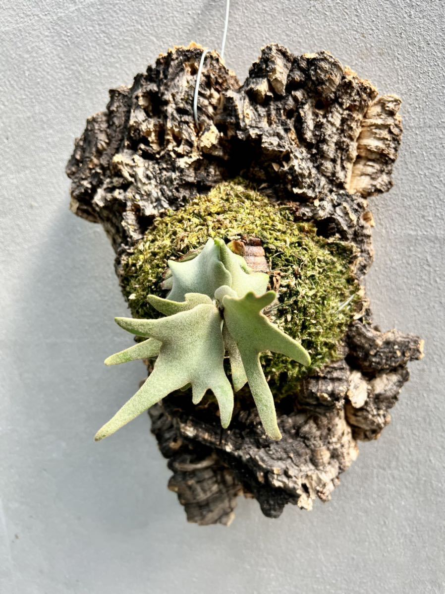 Yahoo!オークション - P. willinckii 'Jade Girl' spore grown Yahoo!オークション - P. willinckii 'Jade Girl' spore grown
