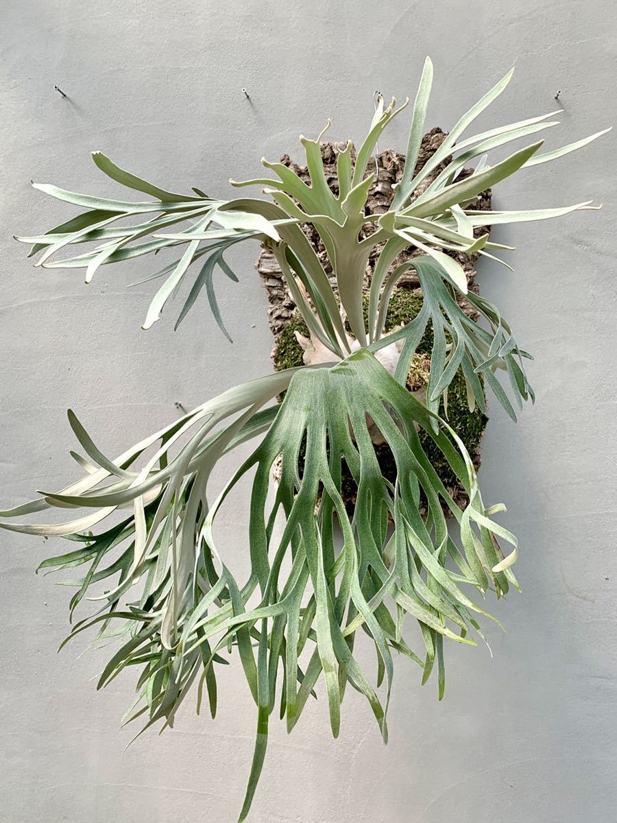 Yahoo!オークション - P. willinckii ' Pedro ' Tatsuta Yahoo!オークション - P. willinckii ' Pedro ' Tatsuta