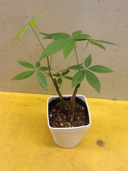  pakira potted plant 