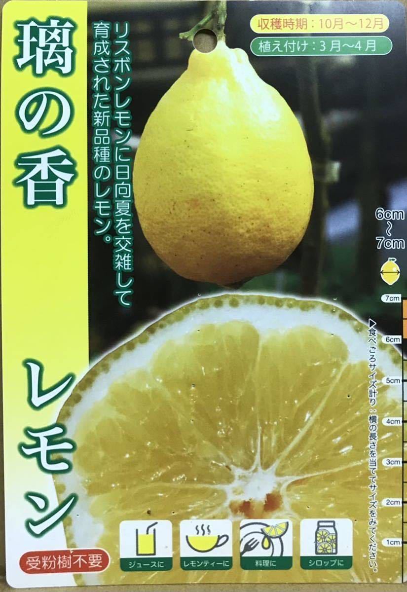人気定番の 璃の香 PVP檸檬 接木苗木 果物