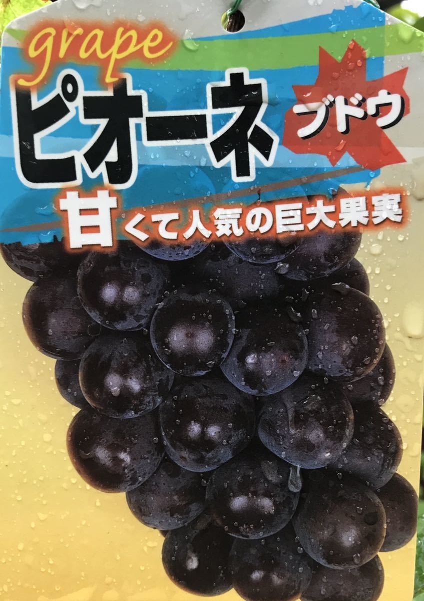 Пионо -виноградные саженцы