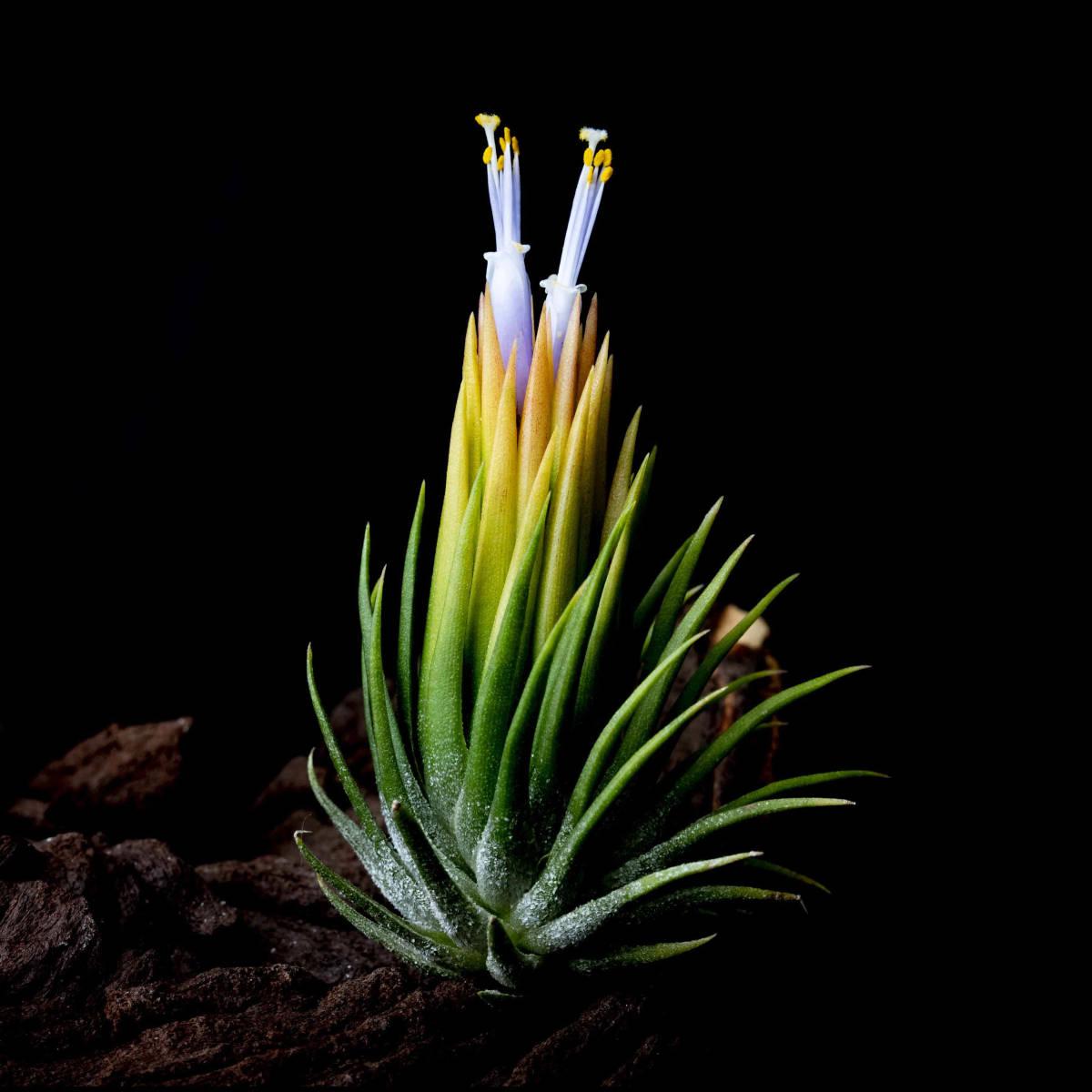 Tillandsai ionantha 'Fuego Yellow' ティランジア・イオナンタ・フエゴイエロー