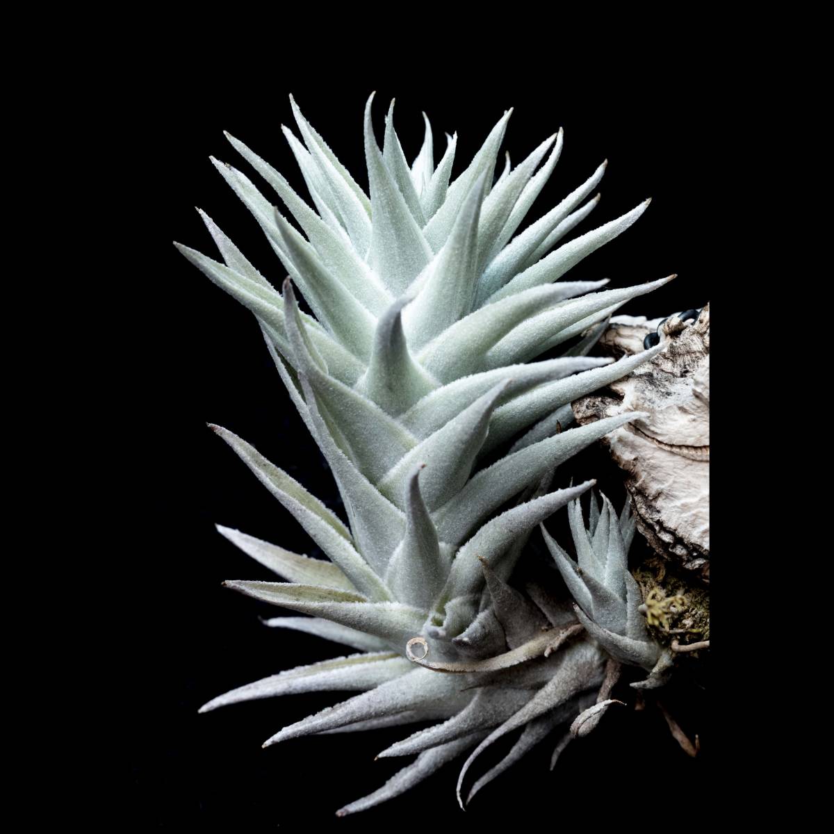 Yahoo!オークション - Tillandsia edithiae (Green Form Bolivia Yahoo!オークション - Tillandsia edithiae (Green Form Bolivia
