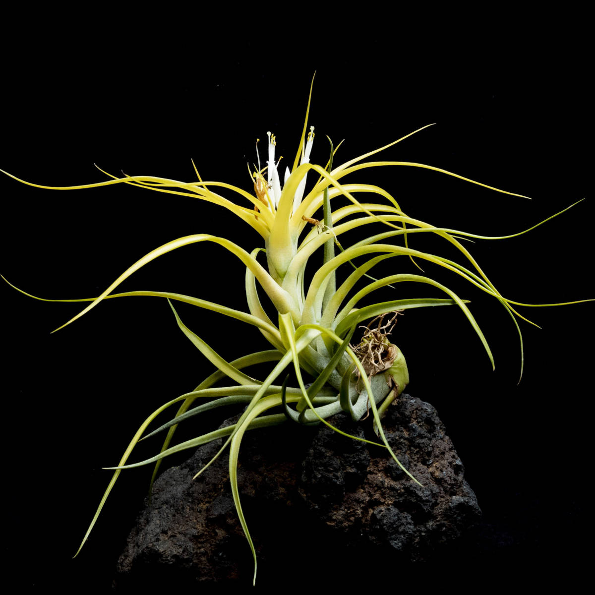 白花 Tillandsia brachycaulos 'Sunglow' Collected in Costa Rica about 2002 ティランジア・ブラキカウロス・サングロー