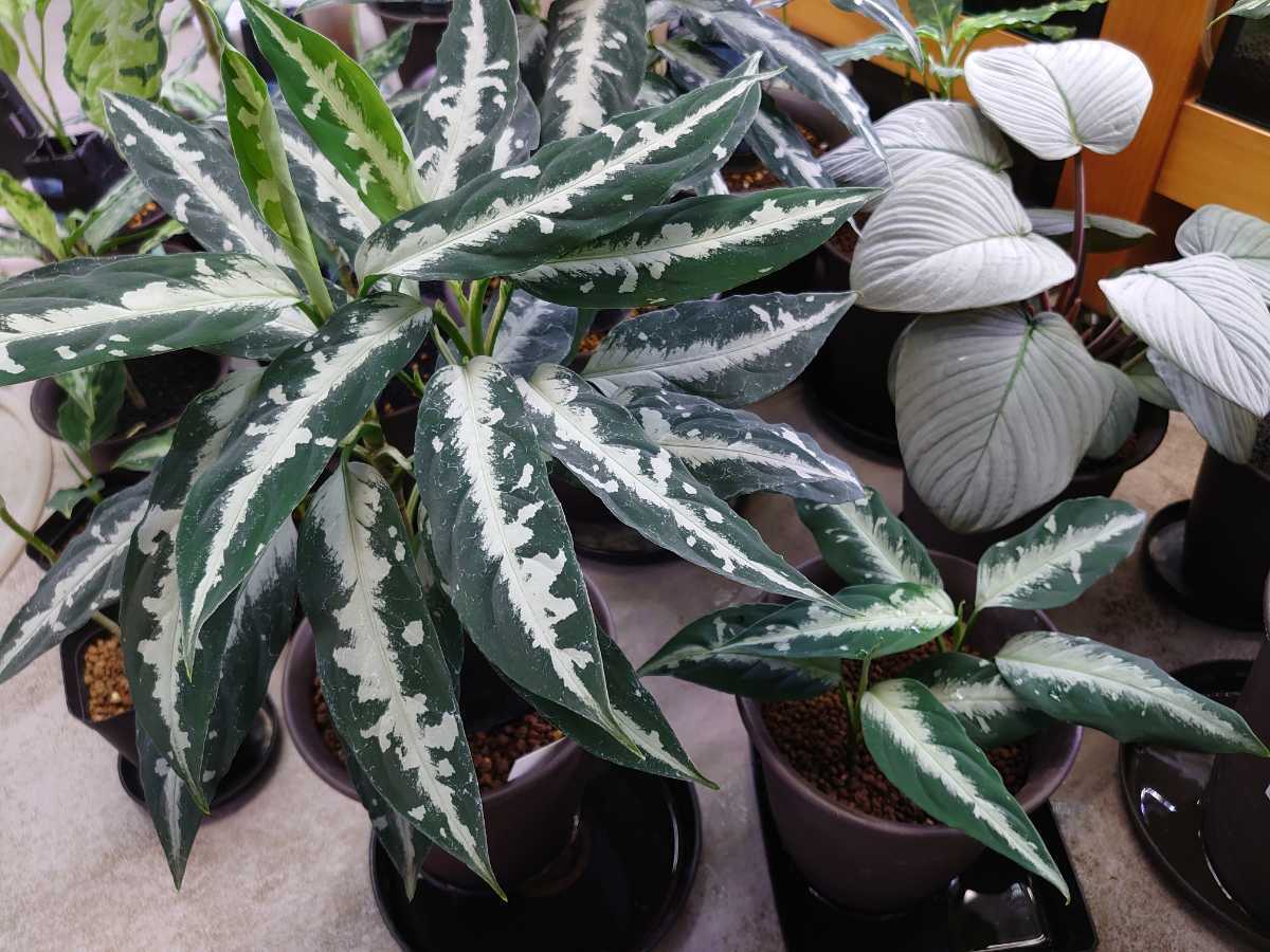 Yahoo!オークション - Aglaonema pictum Argentum“Stiria+1 Yahoo!オークション - Aglaonema pictum Argentum“Stiria+1