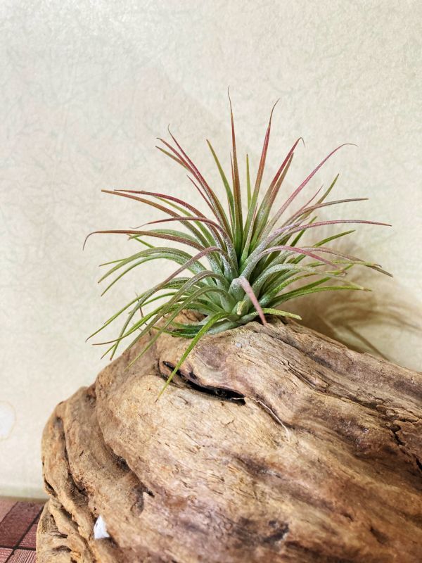 【Frontier Plants】チランジア・イオナンタ・ルブラ　T. ionantha Rubra ブロメリア エアプランツ_画像1
