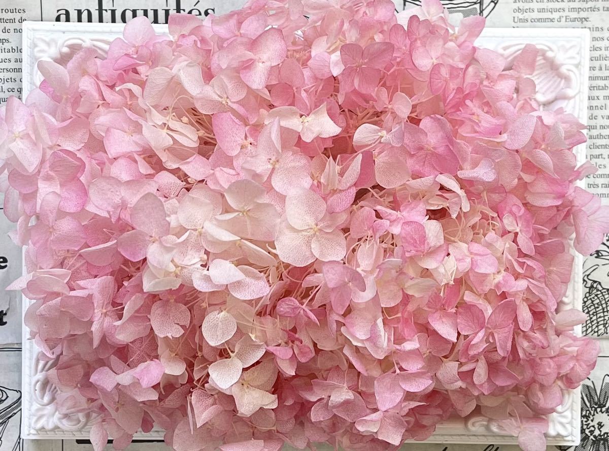 preserved flower hole bell hydrangea 20g rom and rear (before and after) chiffon pink 