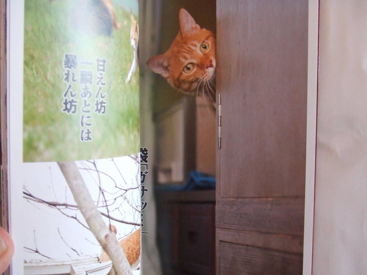 タツミムック「がむしゃら 猫川柳」 A5中古品_画像4