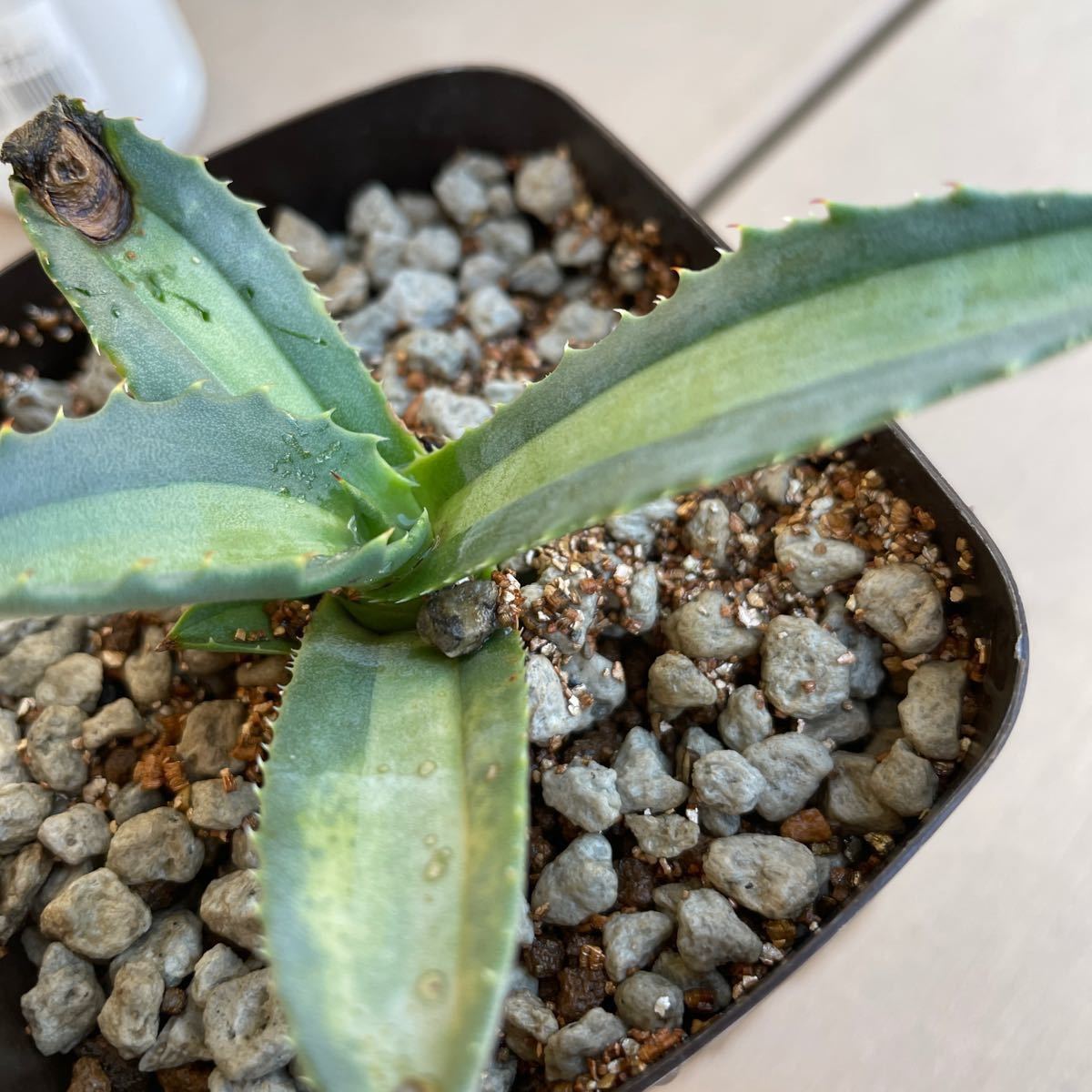 多肉植物 アガベ アメリカーナ エクスパンサーパリーダ 地植え 多肉植物 アガベ アメリカーナ エクスパンサーパリーダ 地植え