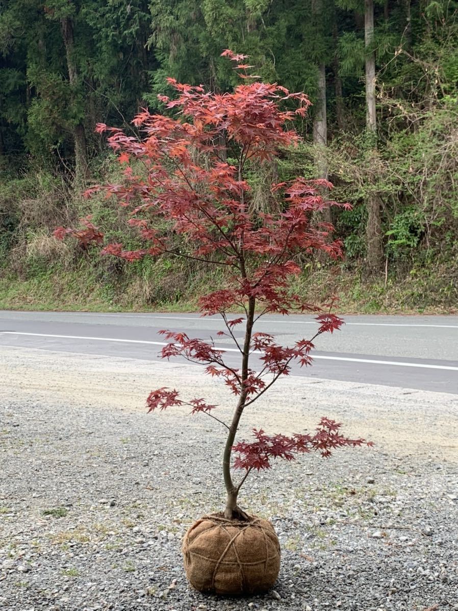 真っ赤の芽吹き チシオモミジ 血汐 紅葉 落葉樹 園芸品種 狭いスペース