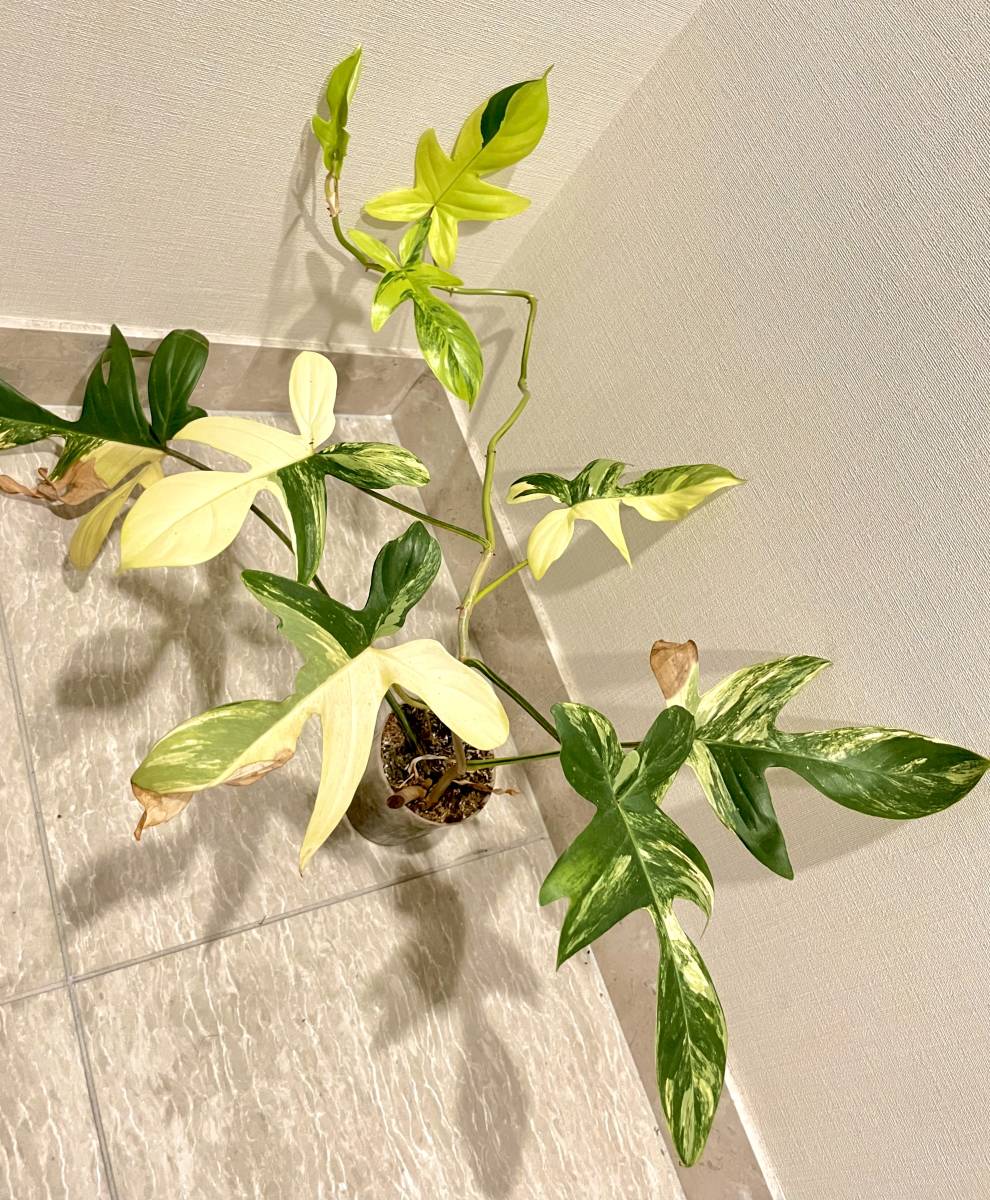 極斑/レア】フィロデンドロン フロリダ ビューティー Philodendron