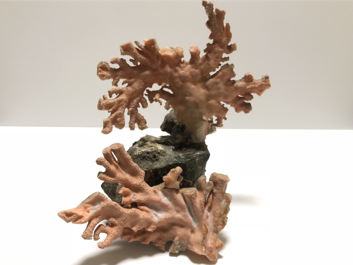 本珊瑚 603.0ｇ 原木 置物【難あり】