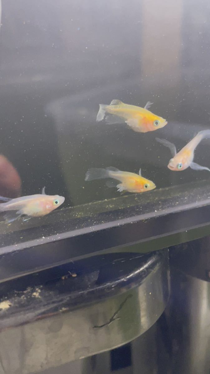 【夢見月メダカ】月ノ雫 2ペア 若魚 さらにおまけで半ダルマ+α 現物出品 めだか 5