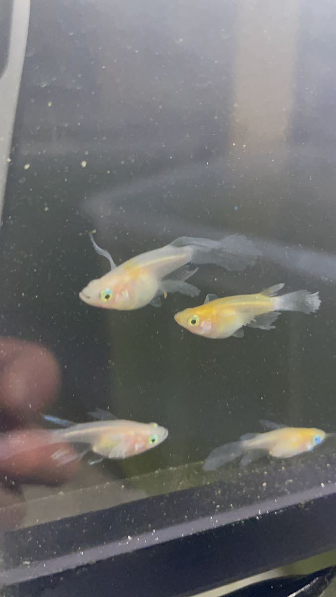 【夢見月メダカ】月ノ雫 2ペア 若魚 さらにおまけで半ダルマ+α 現物出品 めだか 6