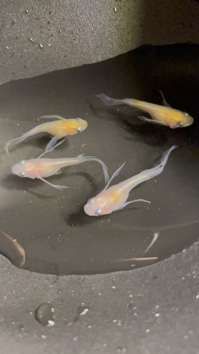 【夢見月メダカ】月ノ雫 2ペア 若魚 さらにおまけで半ダルマ+α 現物出品 めだか 10