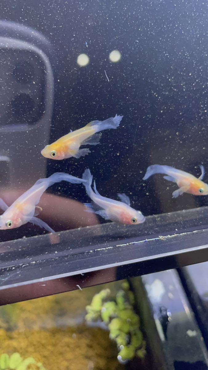 【夢見月メダカ】月ノ雫 2ペア 若魚 さらにおまけで半ダルマ+α 現物出品 めだか 7