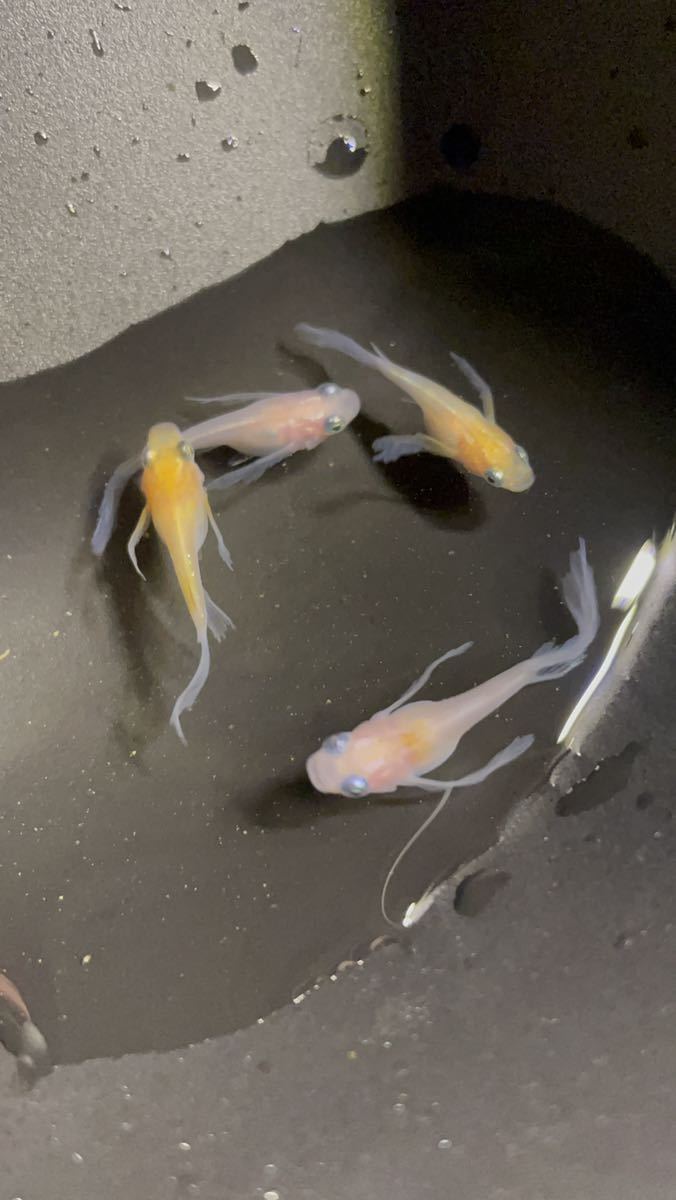 【夢見月メダカ】月ノ雫 2ペア 若魚 さらにおまけで半ダルマ+α 現物出品 めだか 8