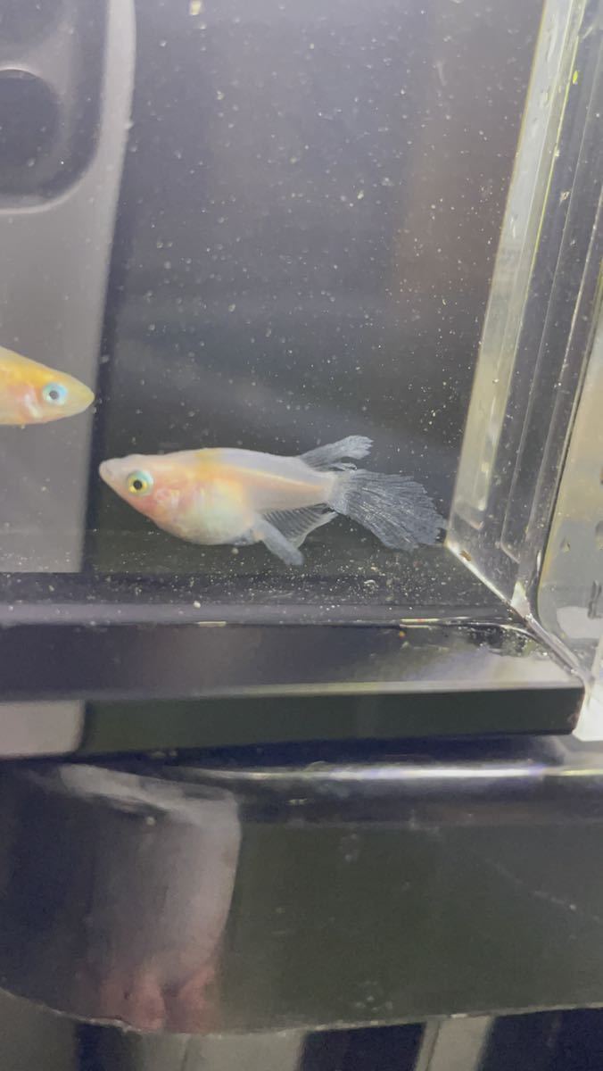 【夢見月メダカ】月ノ雫 2ペア 若魚 さらにおまけで半ダルマ+α 現物出品 めだか 4