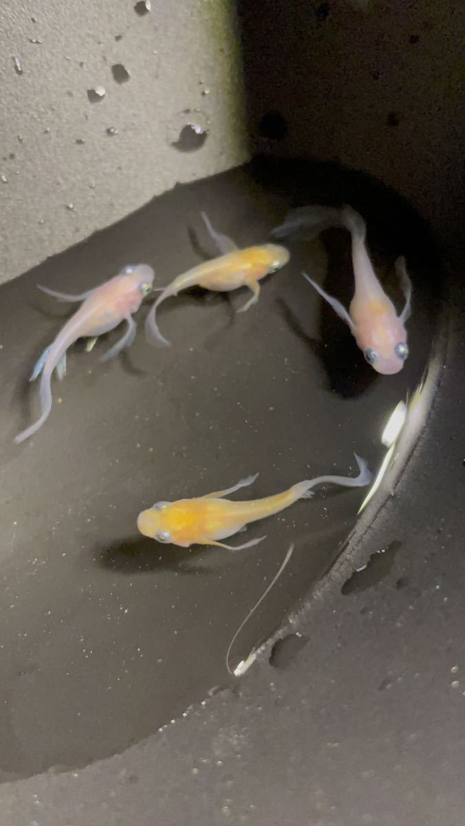 【夢見月メダカ】月ノ雫 2ペア 若魚 さらにおまけで半ダルマ+α 現物出品 めだか 9