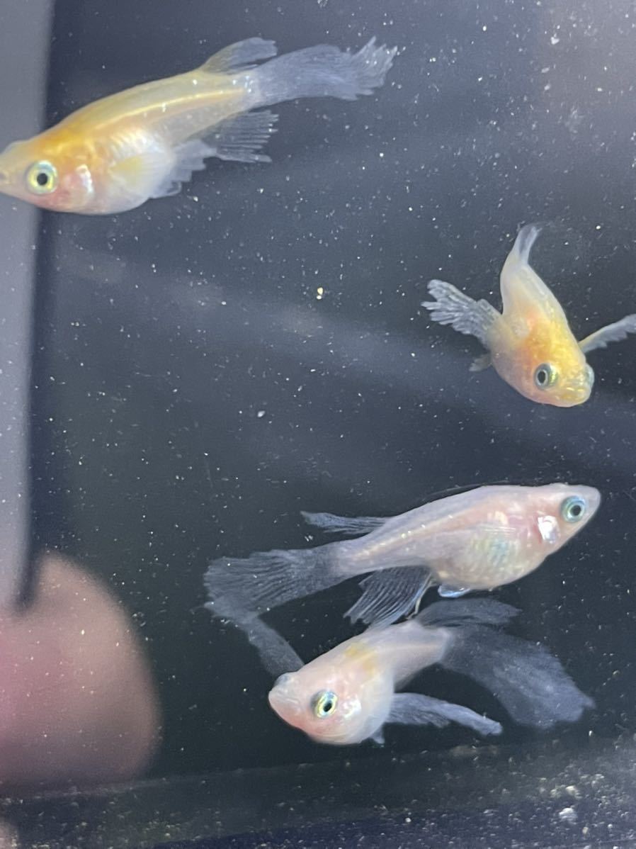 【夢見月メダカ】月ノ雫 2ペア 若魚 さらにおまけで半ダルマ+α 現物出品 めだか 3