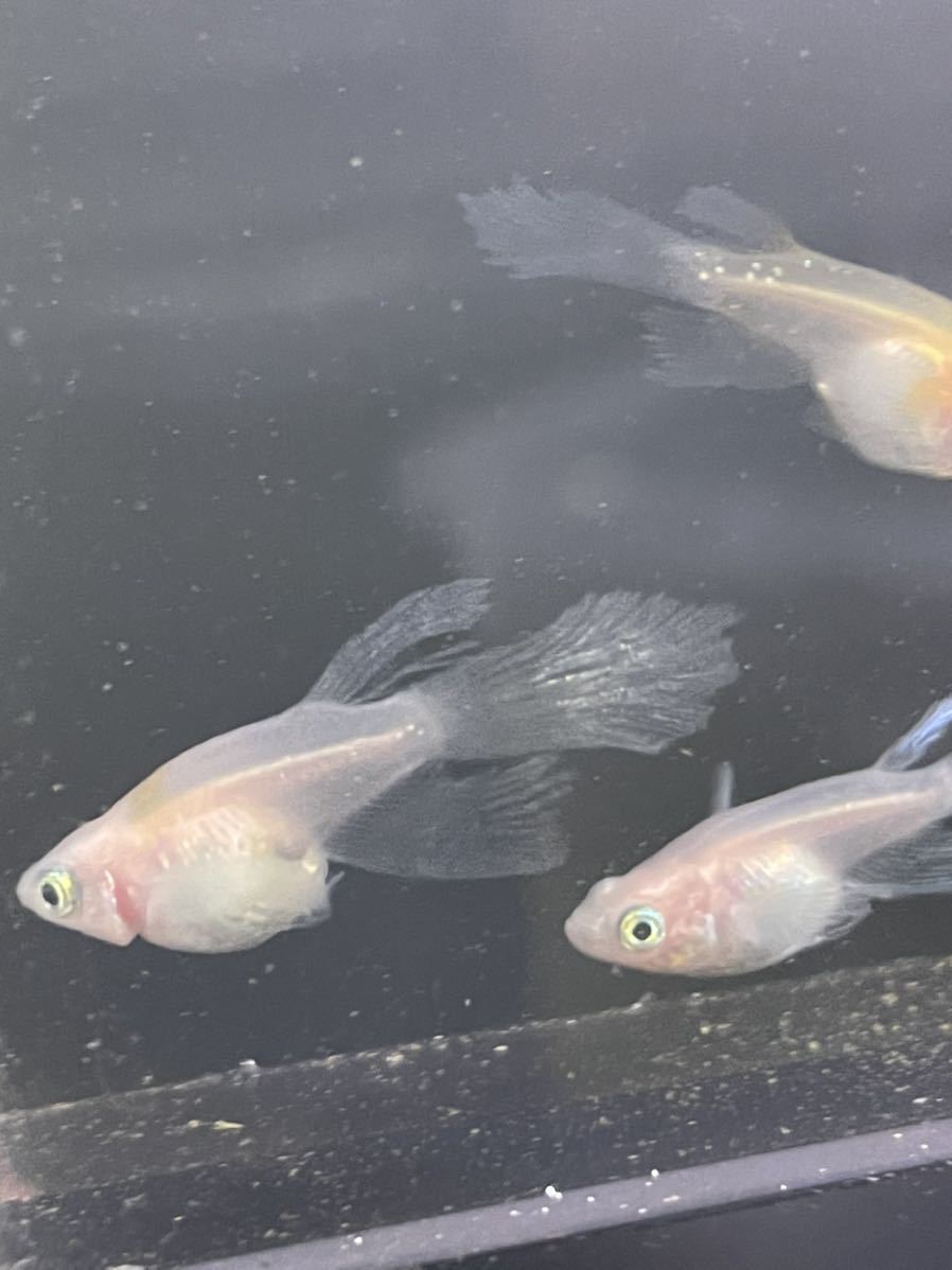 【夢見月メダカ】月ノ雫 2ペア 若魚 さらにおまけで半ダルマ+α 現物出品 めだか 2