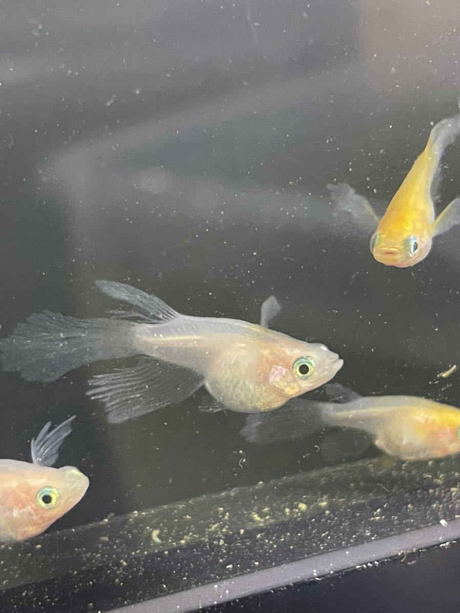 【夢見月メダカ】月ノ雫 2ペア 若魚 さらにおまけで半ダルマ+α 現物出品 めだか