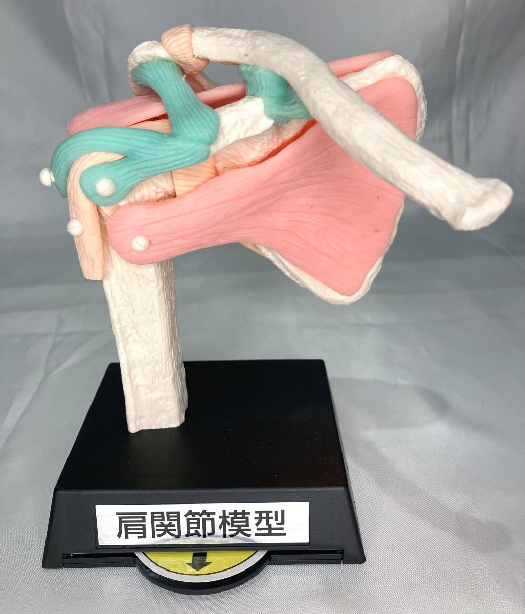 ロキソニン 変形性膝関節症 人体模型 約21cm ロキソニン 変形性膝関節症 人体模型 約21cm ロキソニン 変形性