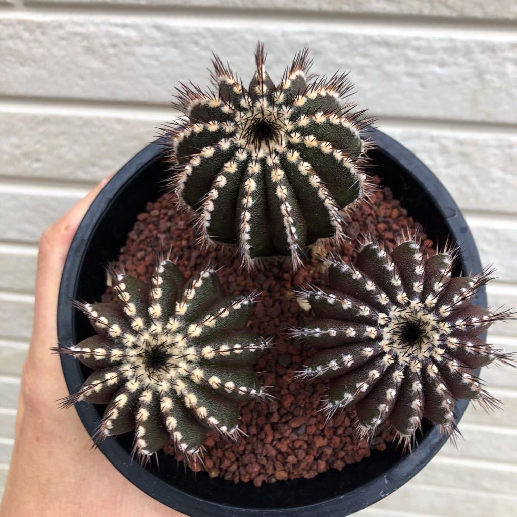 Uebelmannia pectinifera ユーベルマニア ペクチニフェラ 実生 3 Uebelmannia pectinifera ユーベルマニア ペクチニフェラ 実生 3
