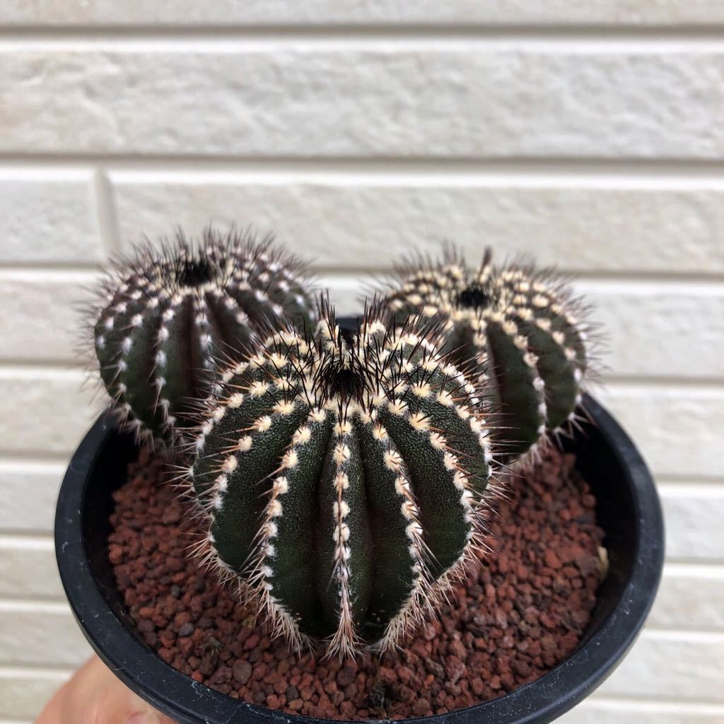 Uebelmannia pectinifera ユーベルマニア ペクチニフェラ 実生 3 Uebelmannia pectinifera ユーベルマニア ペクチニフェラ 実生 3