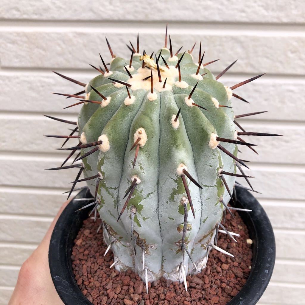 現地球 山木 Copiapoa コピアポア シネレア 黒王丸
