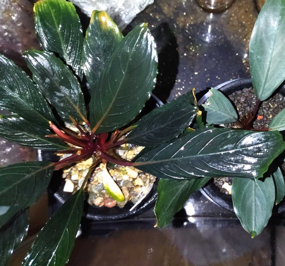 正規タグ付き Bucephalandra kishii from Kapuas【AZ0420-6 正規タグ付き Bucephalandra kishii from Kapuas【AZ0420-6