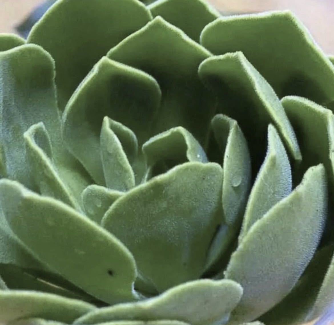 アエオニウム バレリーナ カット苗　第4種発送　ベルベットのような葉がとても可愛いく癒される植物です！ 富士の白雪　多肉植物_画像10