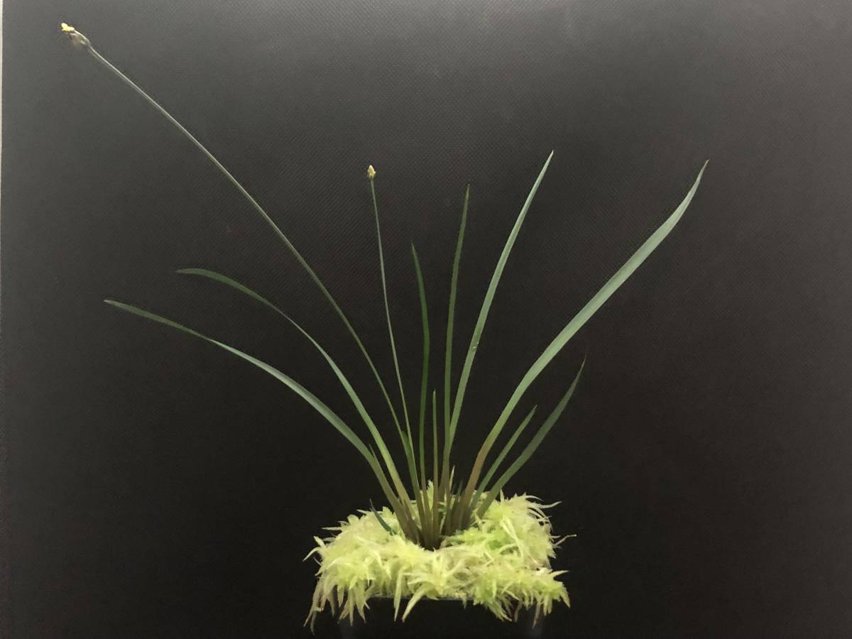 ギアナ高地・Xyris sp・激レア珍品種・食虫植物・山野草・観葉 ギアナ高地・Xyris sp・激レア珍品種・食虫植物・山野草・観葉