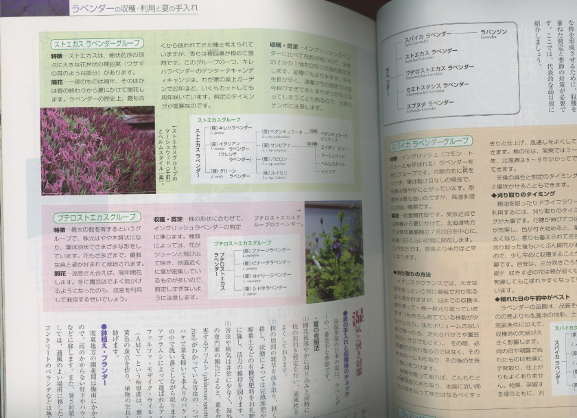 ■園芸新知識　2001.7月号　［夏の病害虫対策］検：ラベンダー・アサガオ・グラスツリー・斑入り山野草_画像2