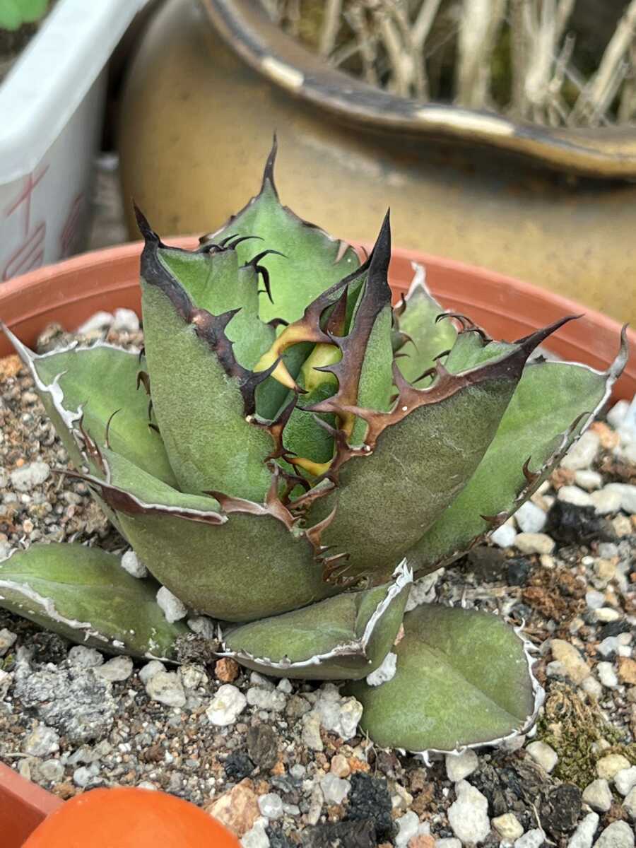 Agave!アガベ!NC2】アガベ チタノタAgave titanota 黑火焔ブラック