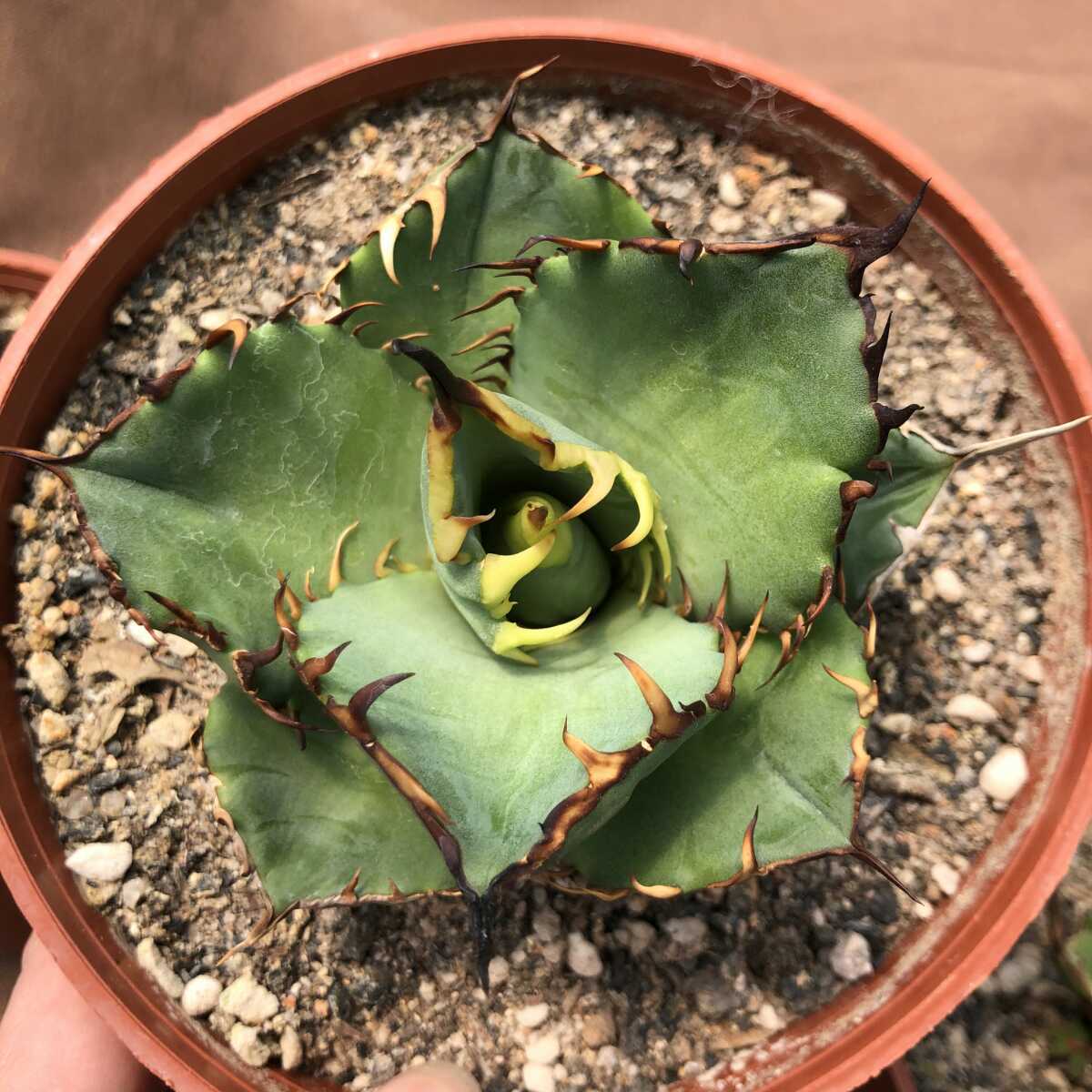 多肉植物 【特選】アガベ チタノタ農大厳竜強棘極上株 3株同 多肉植物 【特選】アガベ チタノタ農大厳竜強棘極上株 3株同