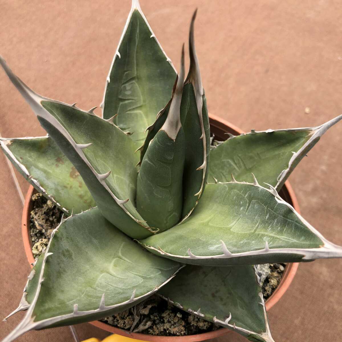 MM9 パープソラム Agave purpusorum 青皮です帝釈天 極上美株 camping.com