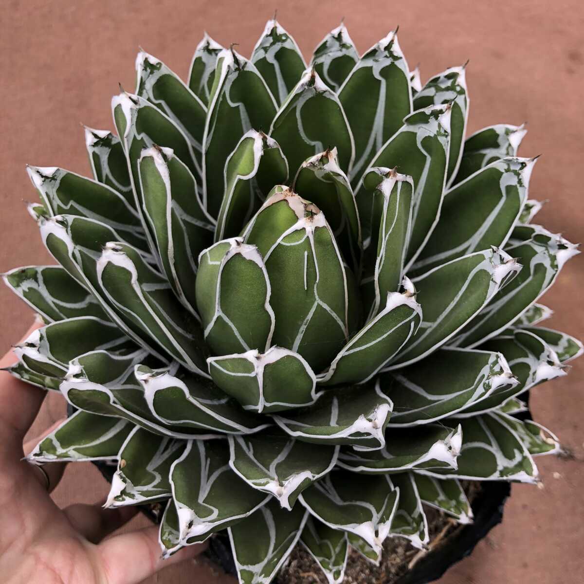 多肉植物 アガベ 笹の雪 濃白株 極上大株 20cm 短葉 impressatalleres.com