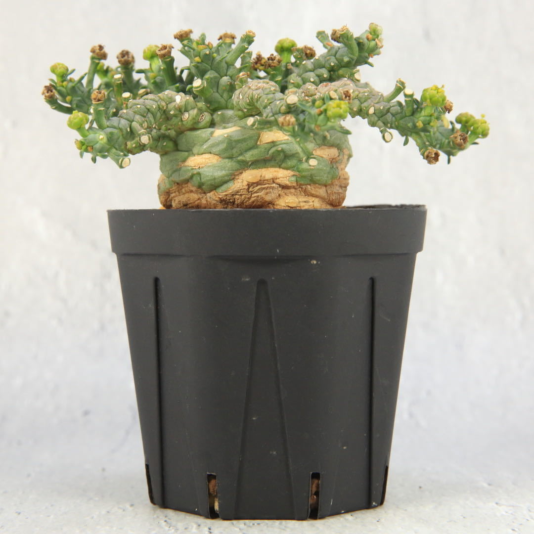輸入株】アトロビリディス タコもの Euphorbia atroviridis