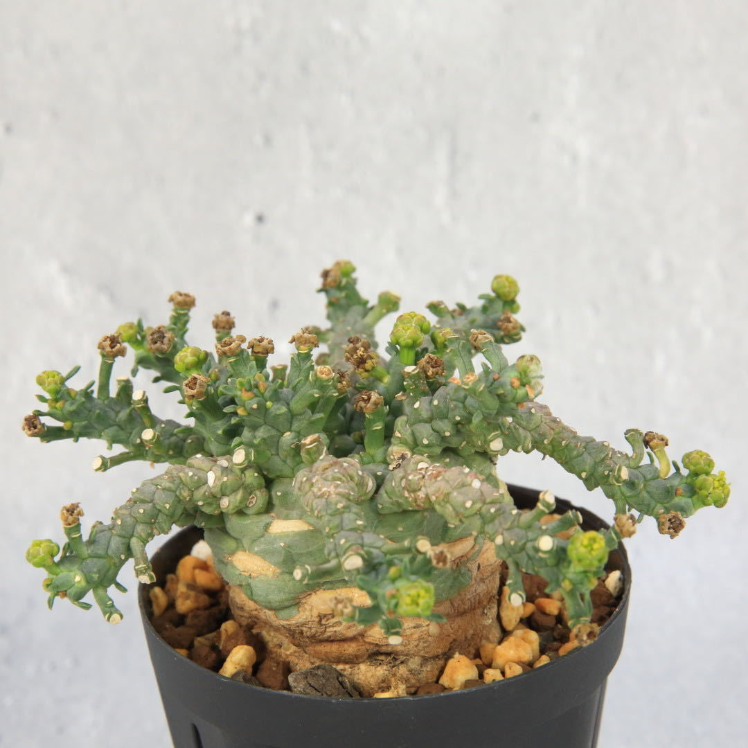輸入株】アトロビリディス タコもの Euphorbia atroviridis