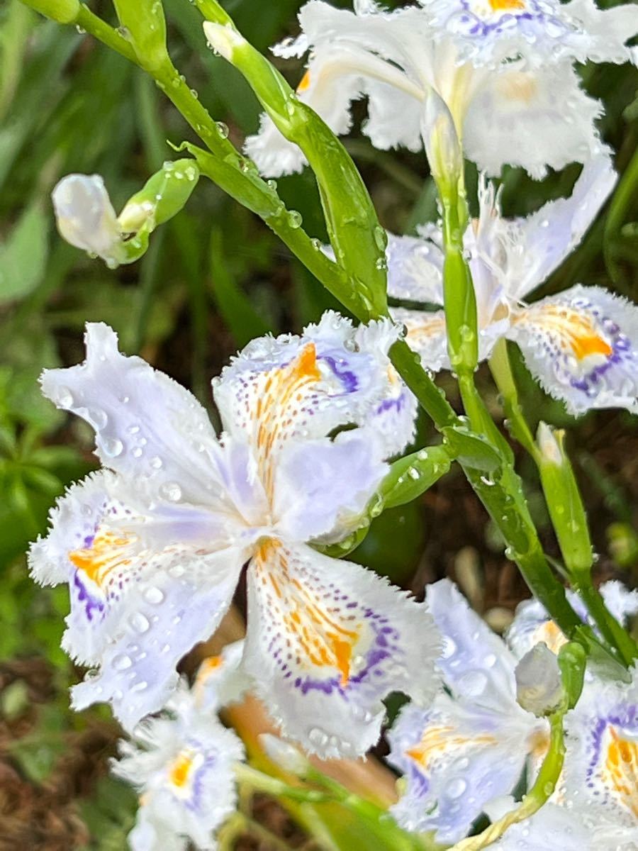 日陰のお庭に★シヤガ★山野草★茶花