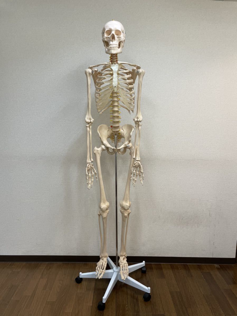 人体模型 骨格模型 180cm 2020年購入 item details