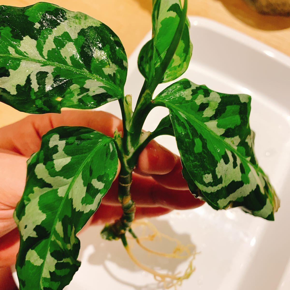 Aglaonema pictum tricolor “ANDAMAN Port Blair North” アグラオネマ