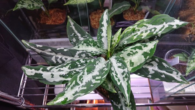 LA便AS＋】 Aglaonema pictum AS+ Aceh sumatera 【LA0616-05i